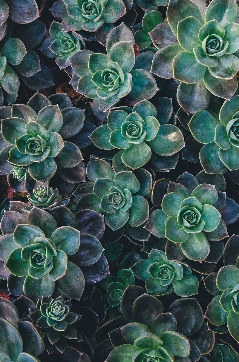 Succulent Arrangements